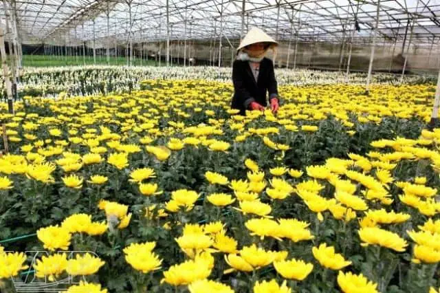 Trải nghiệm công việc trồng hoa tại vườn