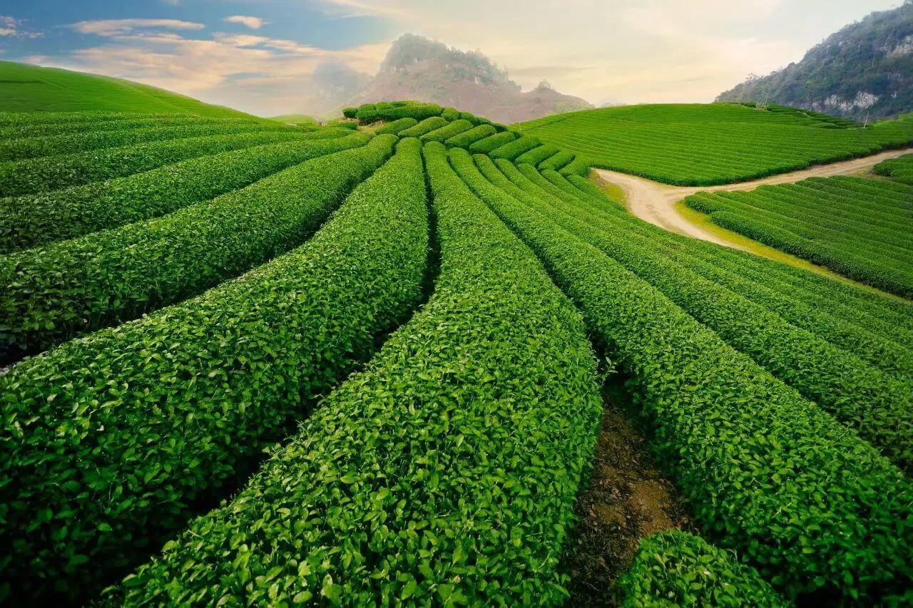Lịch sử hình thành đồi chè Cầu Đất