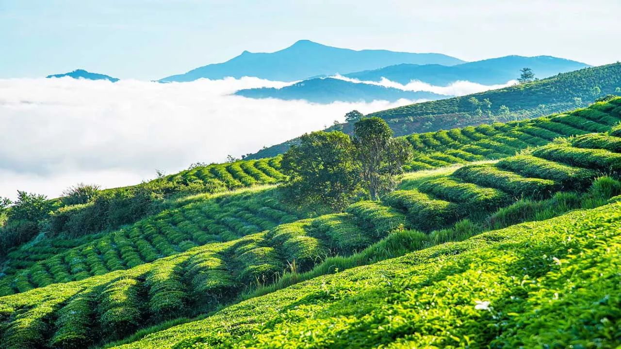Giới thiệu đồi chè Cầu Đất