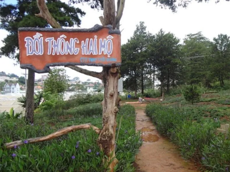 Huyền thoại kỳ bí về Đồi thông Hai Mộ