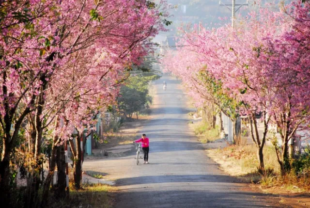 đường Mai Anh Đào