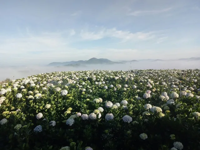 Vườn hoa cẩm tú