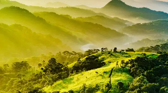 Rừng Tà Năng