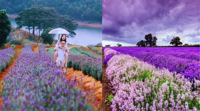 Cánh đồng hoa Lavender