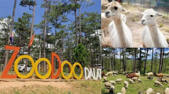 Vườn thú Zoodoo