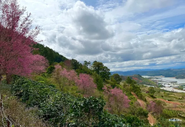 Mộng Đào Nguyên