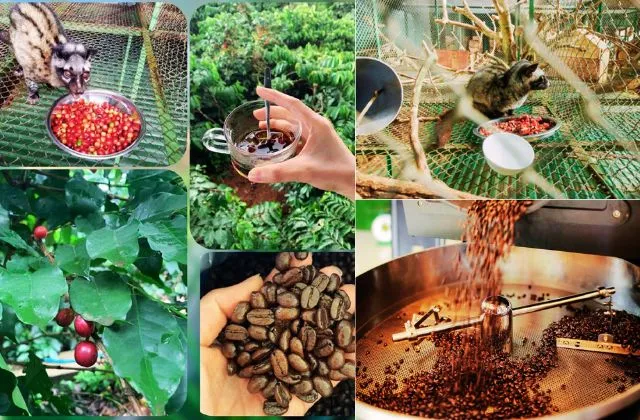 Khu nuôi chồn và sản xuất cà phê