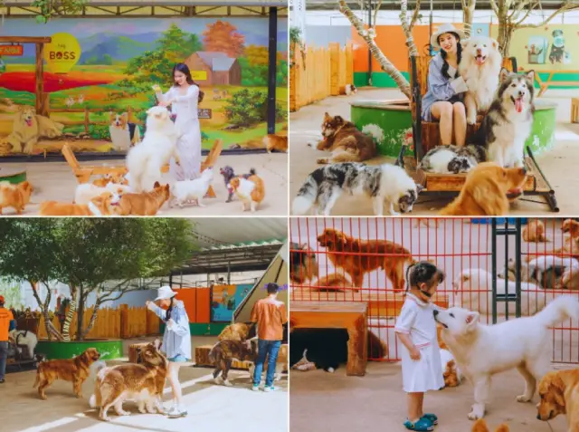 Khu vui chơi Puppy Farm Đà Lạt