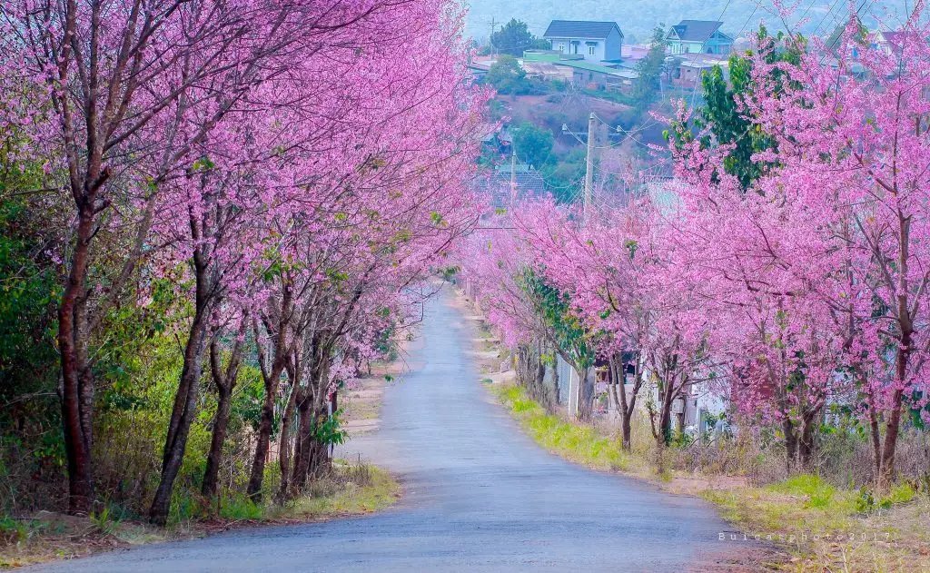 Mùa xuân Đà Lạt